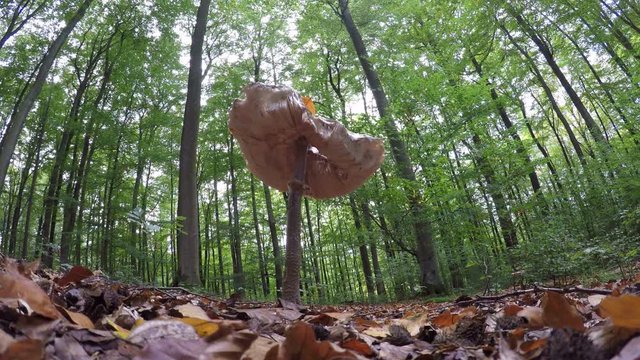 Parasolpilz, Riesenschirmling, Riesenschirmpilz im Laubwald, Spessart, 4K