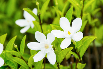 beauty white flower in the garden