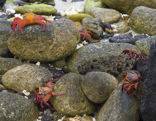 Red Crab - Bartolome Island, Galapagos, Ecuador