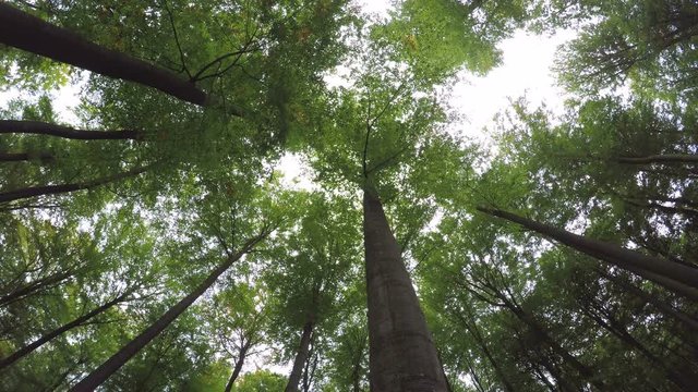 Laubwald, Laubb&auml;ume von unten, Spessart
