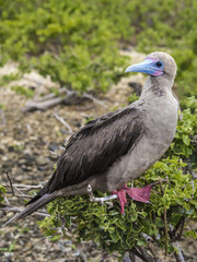 Red Footed Booby - Bartolome Island, Galapagos, Ecuador