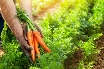 Carrots in gardener hands. Carrot picking.
