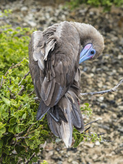 Red Footed Booby - Bartolome Island, Galapagos, Ecuador