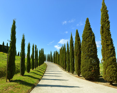 Road on hill with cypress trees in Tuscany
