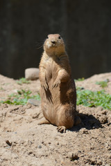 Prairie dog