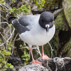 Swallow Tail Gull - Bartolome Island, Galapagos, Ecuador