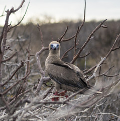 Red Footed Booby - Bartolome Island, Galapagos, Ecuador