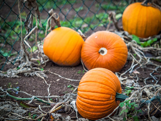 Gartenkürbisse im Beet