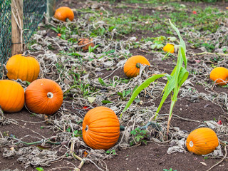Gartenk&uuml;rbisse im Beet