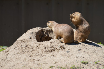 Prairie dog