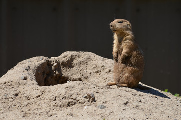Prairie dog
