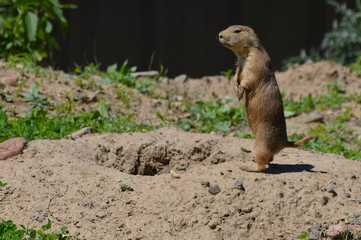 Prairie dog