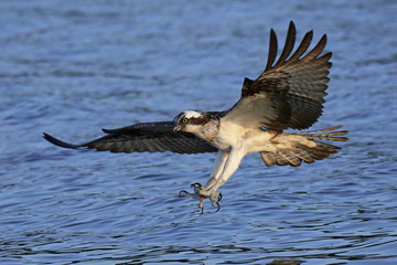 Osprey (Pandion haliaetus)