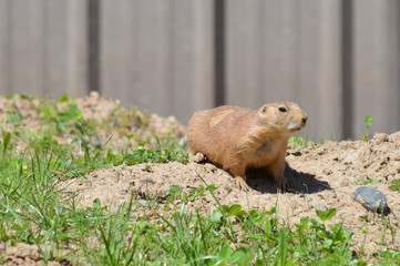 Prairie dog