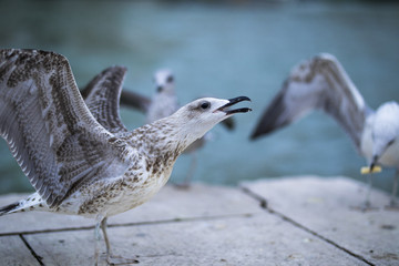 Möwe in Venedig - Gull