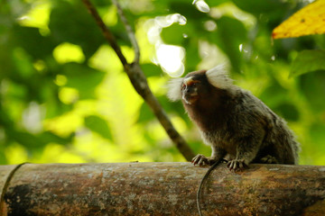 Macaco Paraty