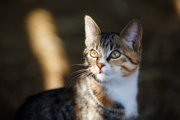 Portrait of the wild cat in striped sunlight