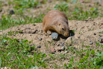 Prairie dog