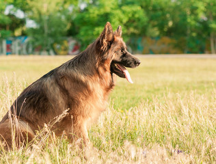 German Shepherd pet outdoors in autumn time outdoors