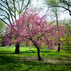 Fototapeta premium Cherry Tree in flower in Central Park