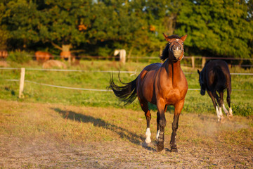 Horse in evening sunlight