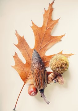 Herbstliches mit Fr&uuml;chten