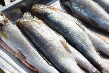 Obraz premium fresh fish omul