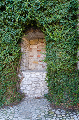 Fototapeta na wymiar Common ivy on the old wall