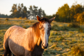 Horse in misty sunlight