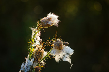 Wild flowers in the fall