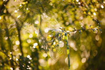 Cobweb in the morning sunlight in the fall