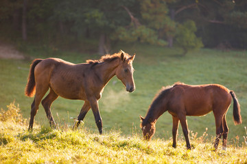 Fototapeta premium Śliczne źrebięta w porannym słońcu