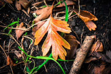 autumn leaves