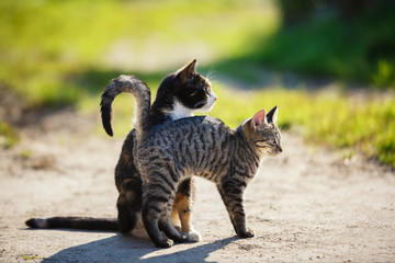Two cats outdoors