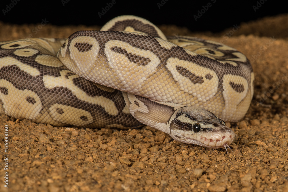 Poster a super pastel python coiled with its head emerging and its tongue sticking out of its mouth