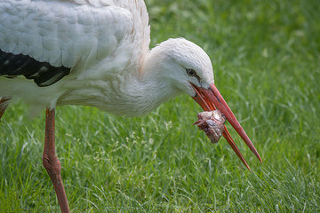 A close up image of a white stork feeding on a fish. A head is still in its beak