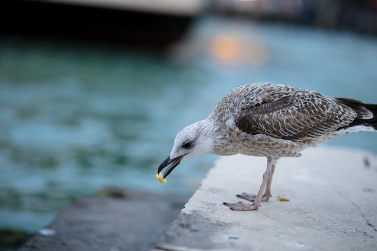 M&ouml;we pickt - in Venedig