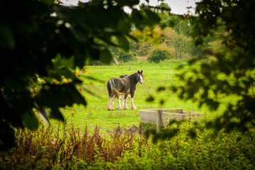 horse in field