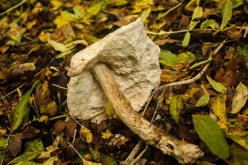 mushroom in autumn