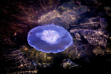 Marine life jelly fish close up backdrop high angle shot