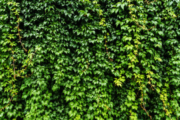 Fototapeta na wymiar Green life wall, Parthenocissus