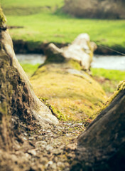 Tree trunk in close-up