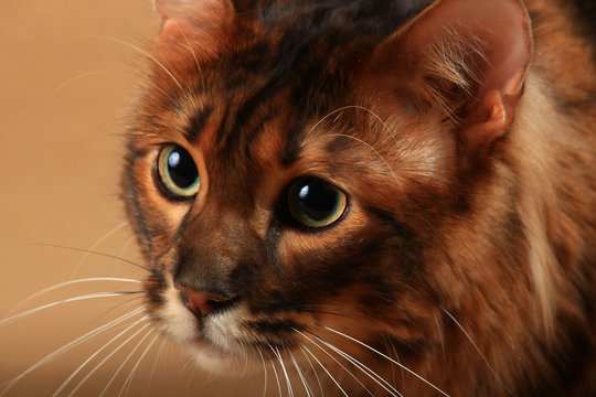 Portrait of a long haired toger