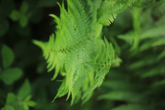 green fern marcro