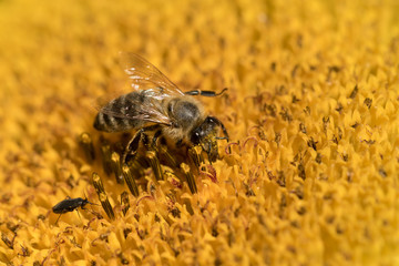 Bee on sunflower