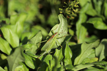grasshopper in grass