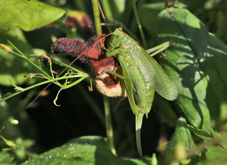 grasshopper in grass