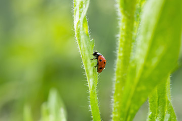 Ladybug on green leaf