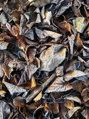 Icy Autumn Leaves