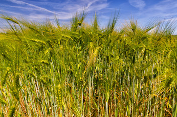 Field of green corn, Hordeum